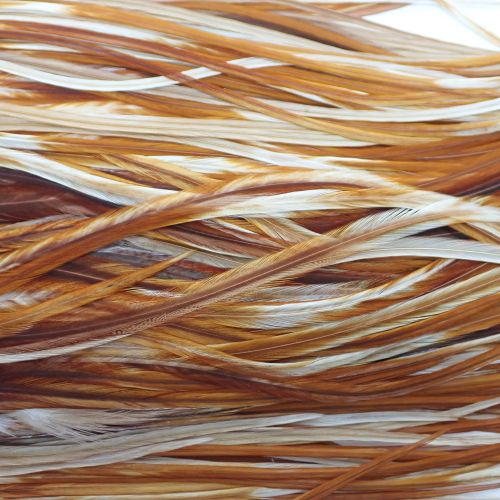 ミディアムジンジャー N/C