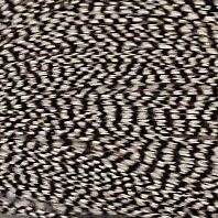 グリズリー N/C