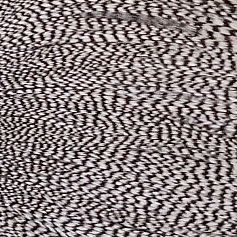 グリズリー