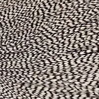 グリズリー N/C