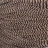 グリズリーダイド タン