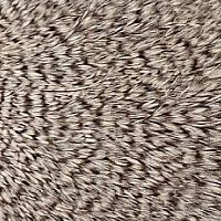 グリズリー