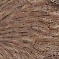 ブラウンスペックルド N/C