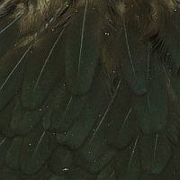 ブラック