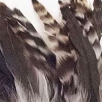 ナチュラル