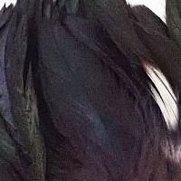 ナチュラルブラック
