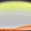 #15 テネシーシャッド・UV