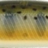 851 ナチュラルヤマメ