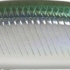 975 ワカサギ・H/グローベリー