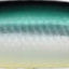 H03 HSヒメマス