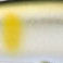 P03 PSアユ