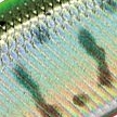 07.チャートバックヤマメ