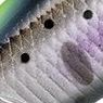 20.クロギンチャートヤマメ