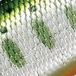 51.グリーンヤマメ
