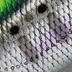 53.クロギンチャートヤマメ