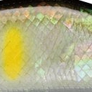 05.アユアワビ