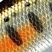 33.ヤマメ箔