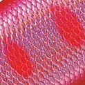 45.ピンクレーザーヤマメ