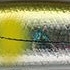 08 アユ