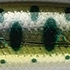 09 ヤマメ
