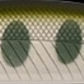 04 ヤマメ