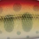 Mo-001 アカキン
