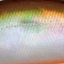 Mo-008 テネシー