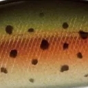 Mo-011 ニジマス