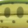 MH-800 金ヤマメチャートバック