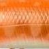 DA48 Orange・Small Parr