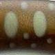 GA31 Brown・Small Parr