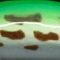 トノサマ