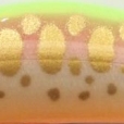 ライムヤマメオレンジベリー