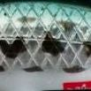 A-BL ブルーローチ