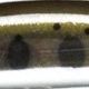 37.GMヤマメ