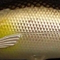 鮎