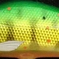 緑金