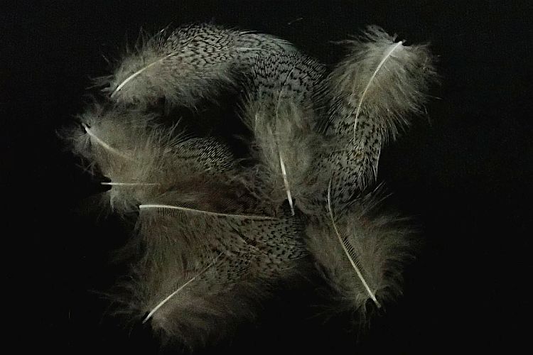 【アキスコ】 パートリッジ グレイネック ナチュラル小袋