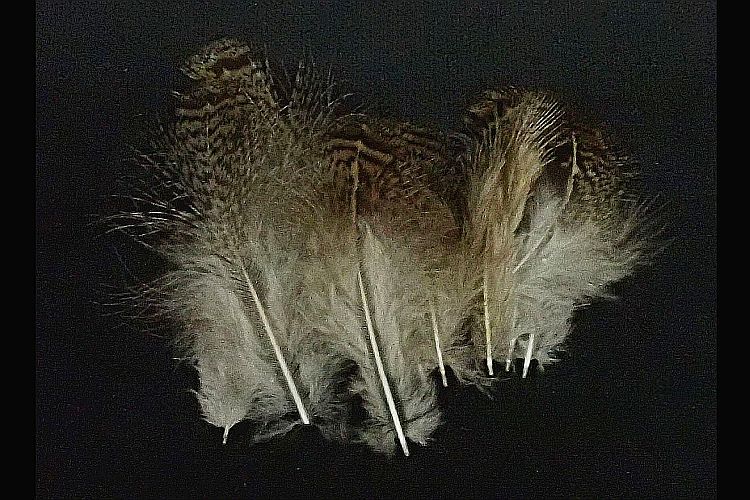 【アキスコ】 パートリッジ ブラウンバック 小袋