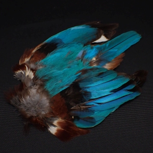 キングフィッシャー コンプリート