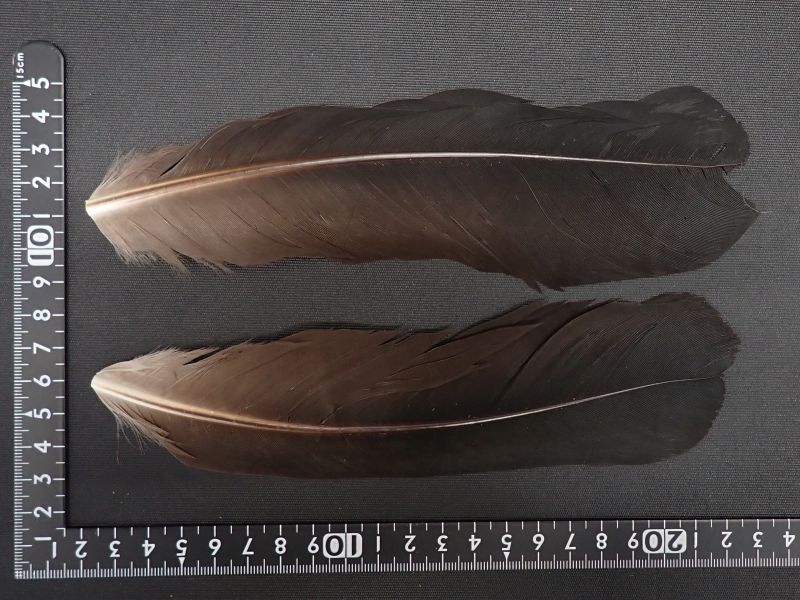 【サセックス】クレイン 中古